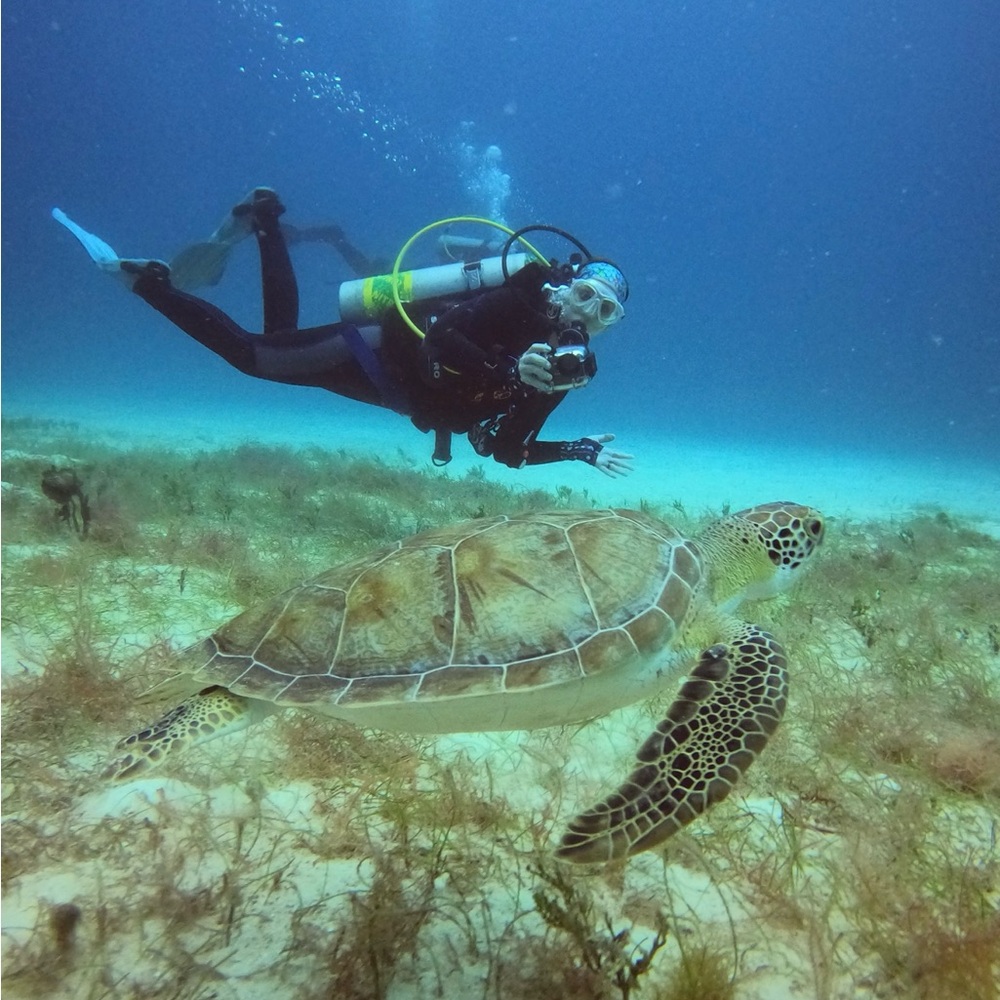 Dive Into Deals - Be Notified When I Go LIVE - Picture 4 of 10